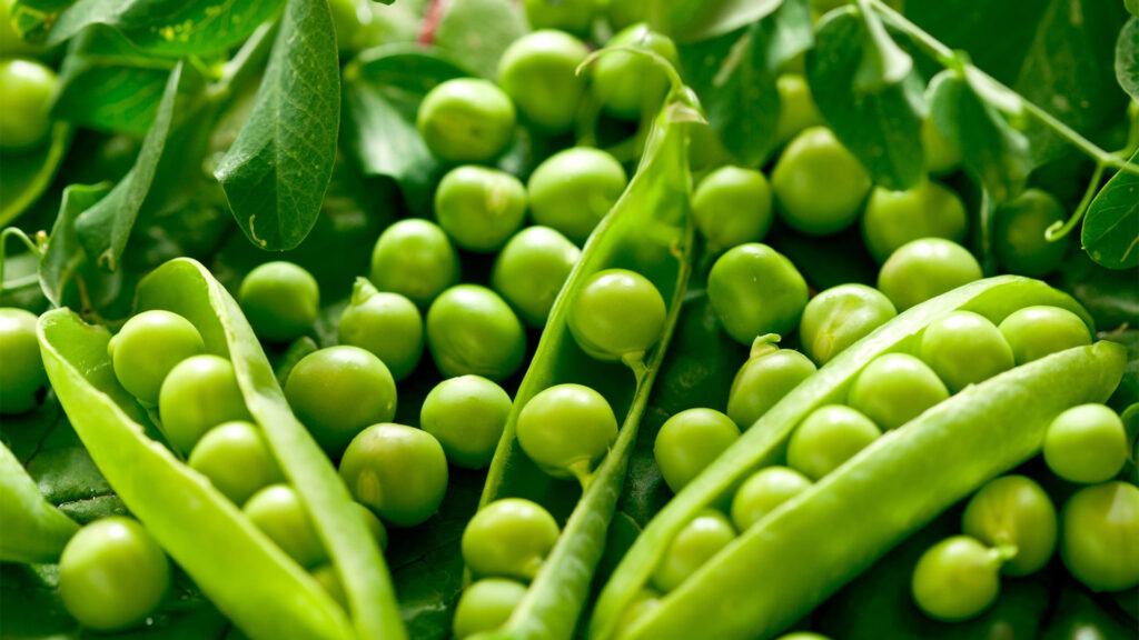 Green Peas Vegetarian Protein Source